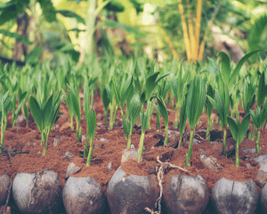 produtos-muda-de-coco-viveiro-ambiental