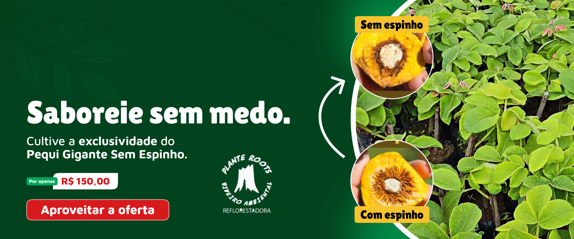 viveiro-ambiental-pequi-gigante-sem-espinhos